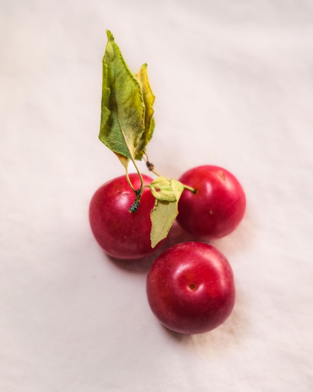 Akane Plum