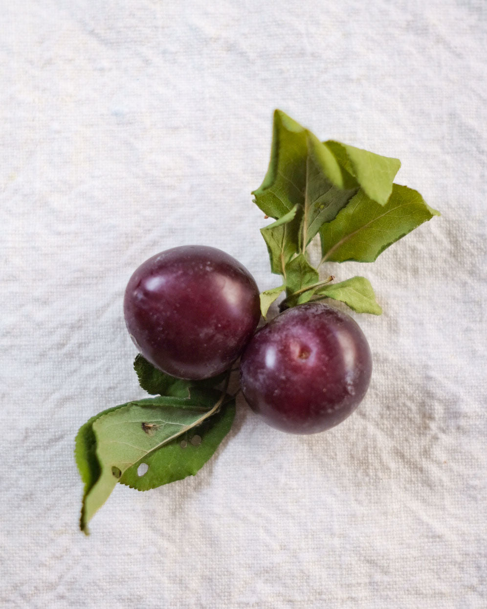 Hemingway Plum