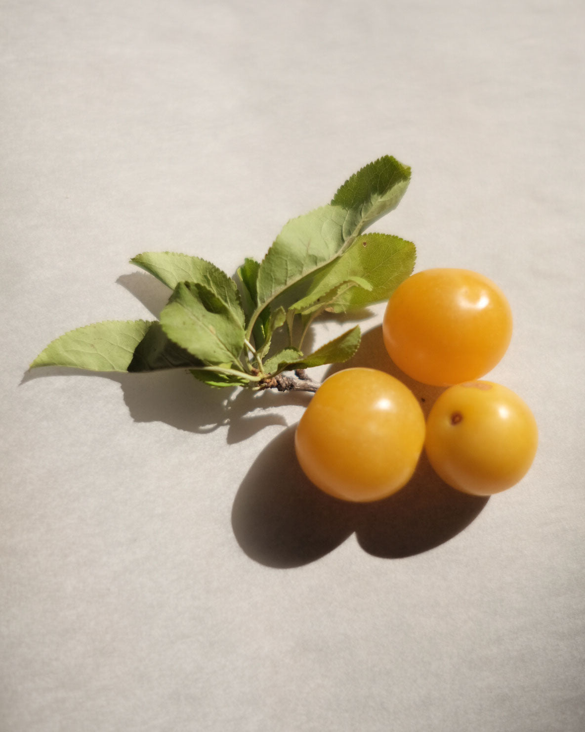 Mirabelle Plum