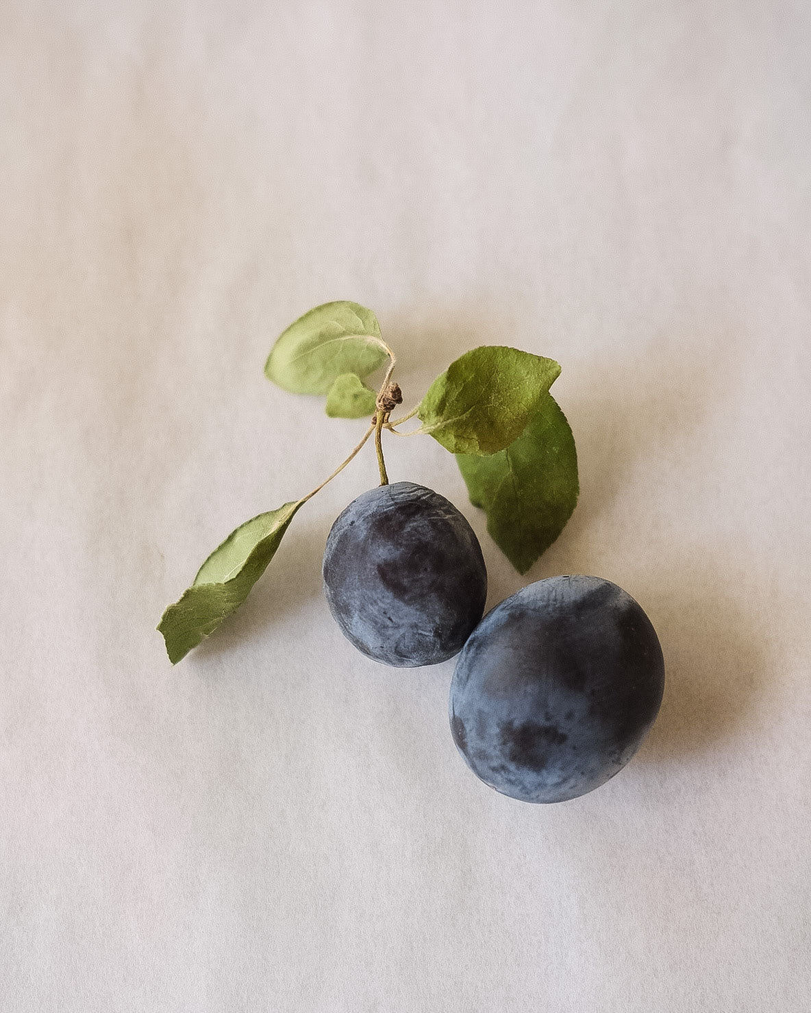 Damson Plum