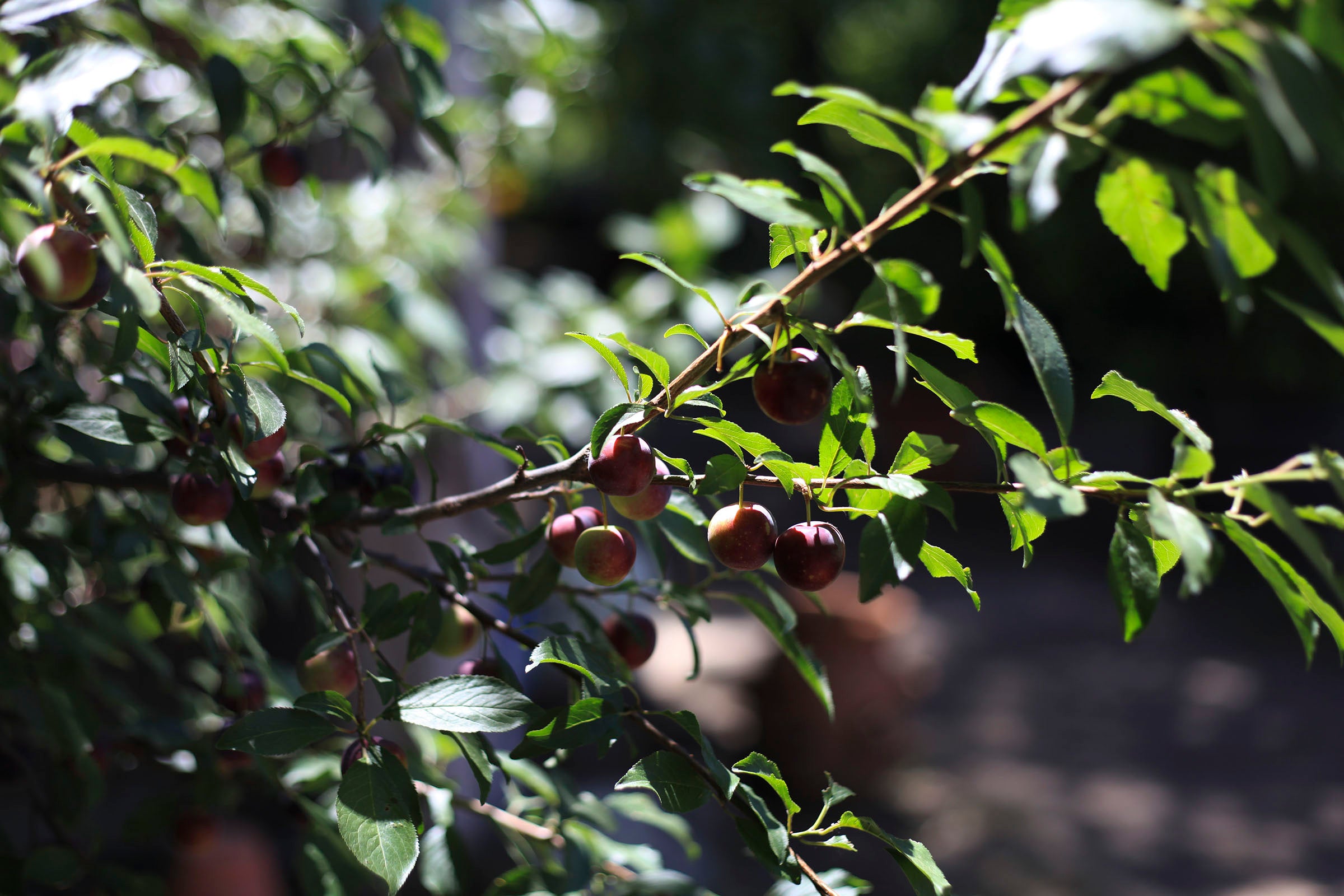 Ayako Plum Jam