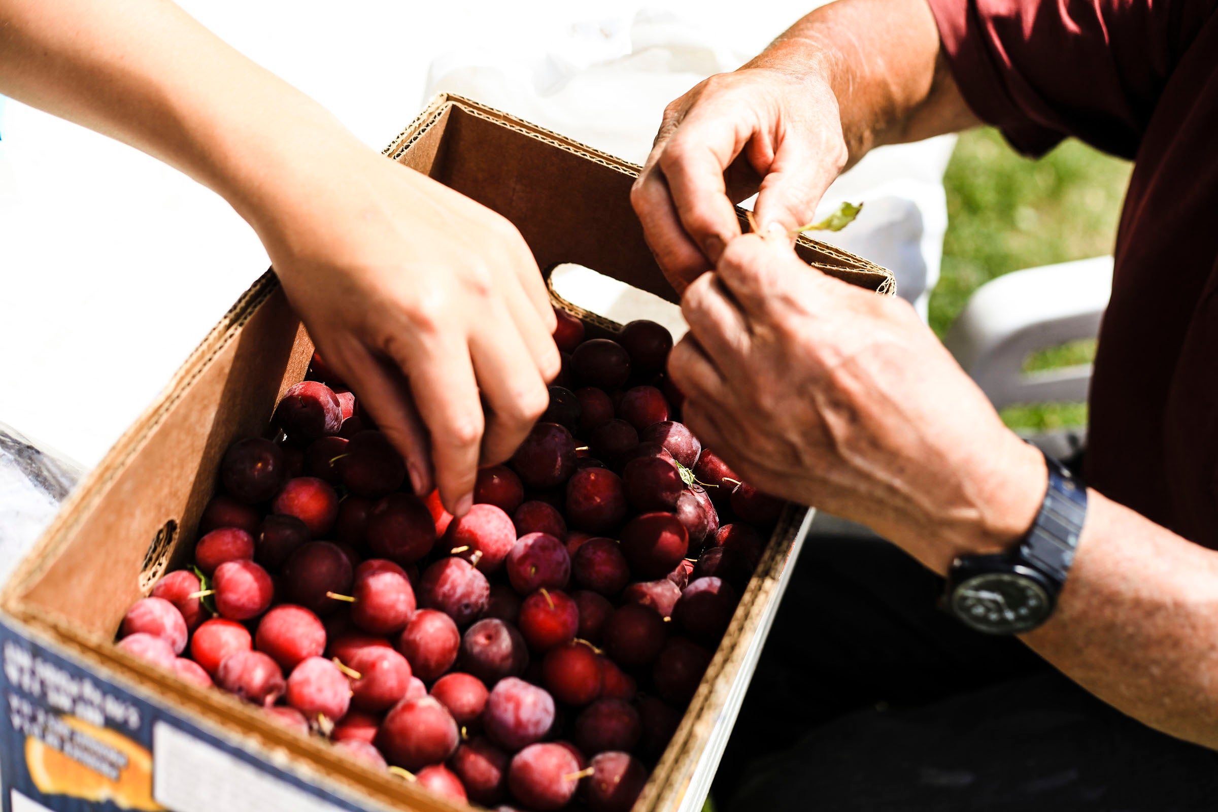 Ayako Plum Jam