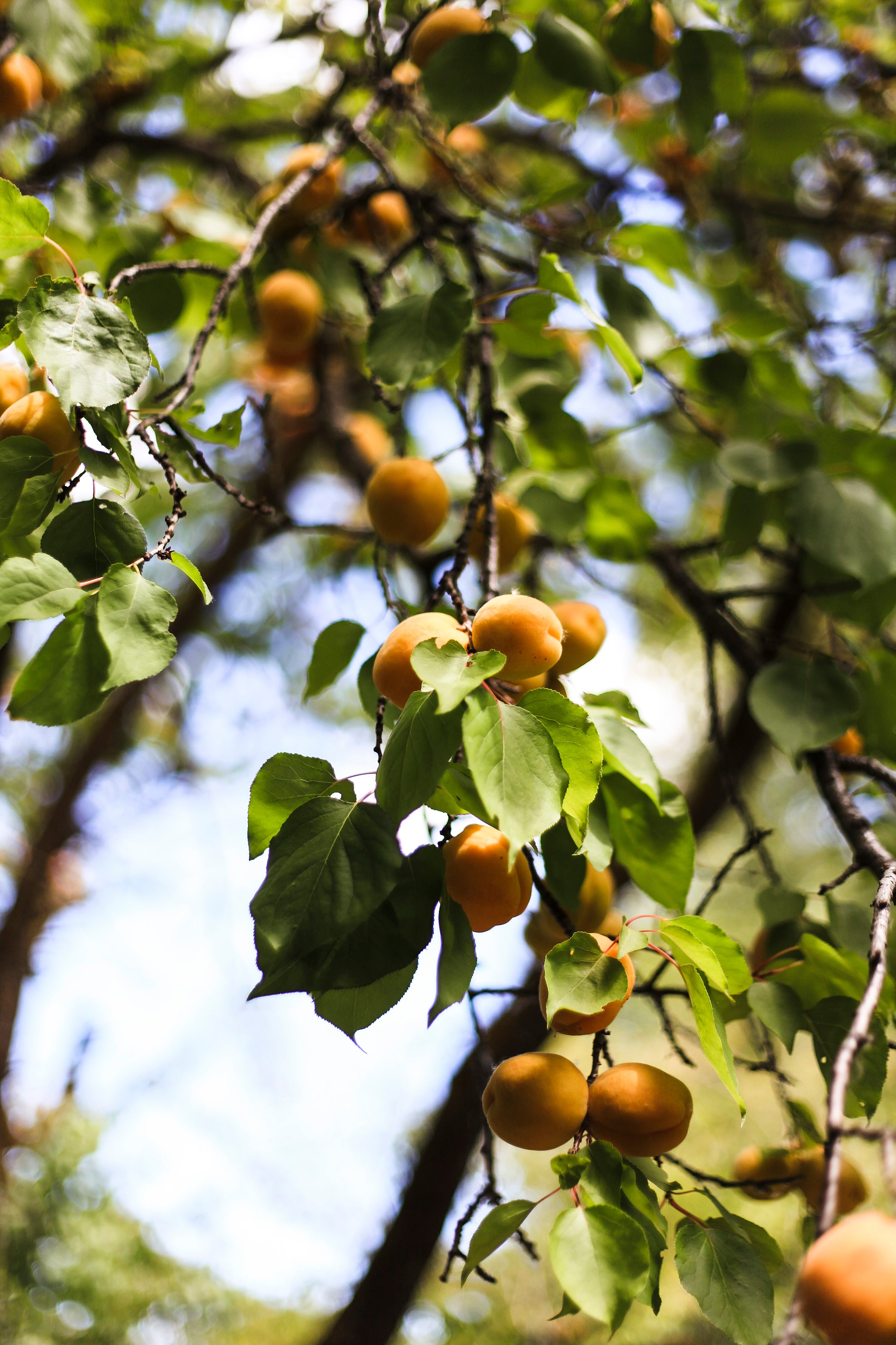 Apricot