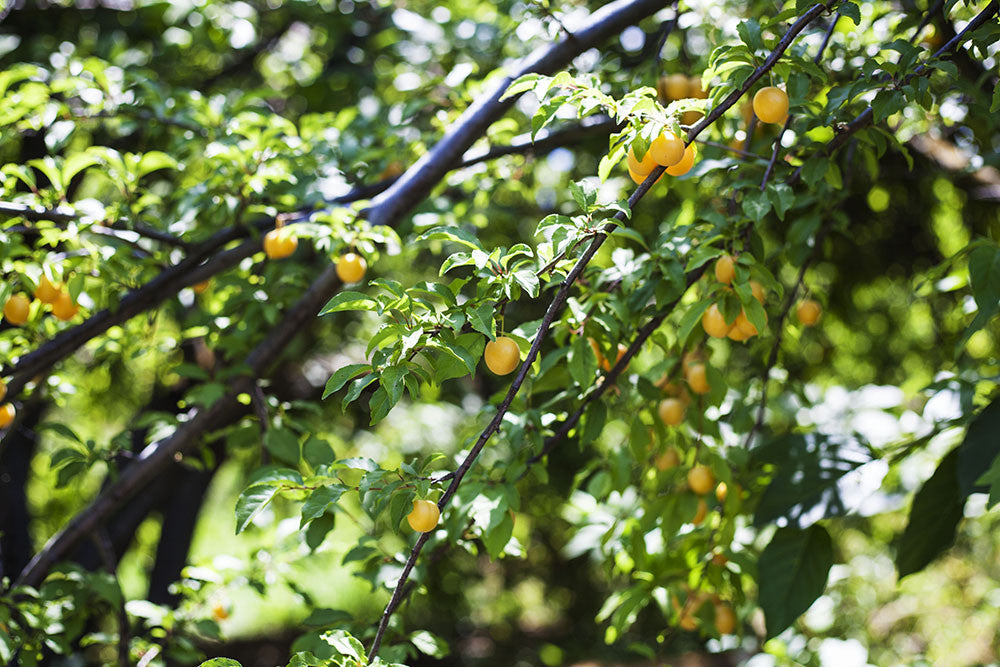 Mirabelle Plum